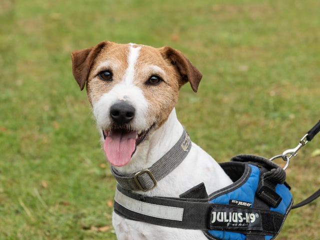 Dog owners turned up on Sunday (June 19) to Animals in Need Northamptonshire's Earls Barton Dog Show