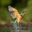 Helen thinks kingfishers should grace our banknotes