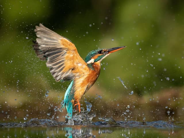 Helen thinks kingfishers should grace our banknotes