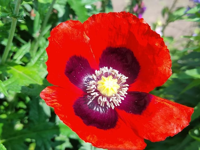 Mervyn Wood sent in this picture of a poppy