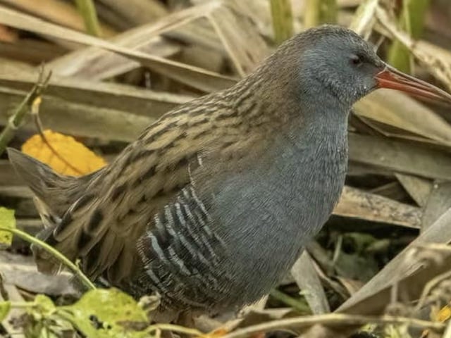 A water rail at Summer Leys