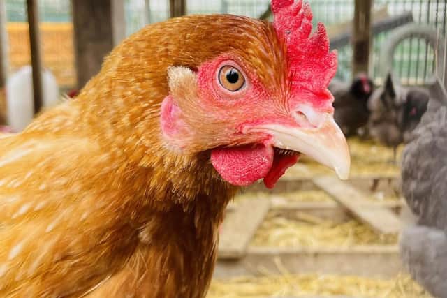 A new business networking breakfast event is launching at a popular farm this week.