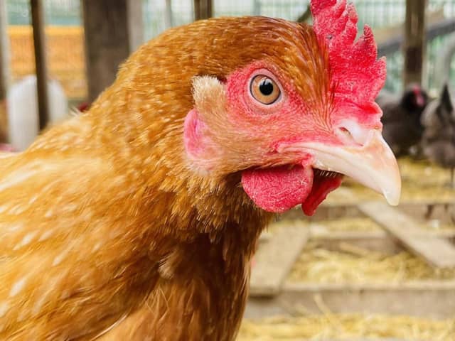 A new business networking breakfast event is launching at a popular farm this week.