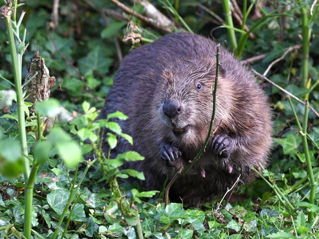 Beavers are set to make a return to Northamptonshire (Pic credit: David Parkyn)
