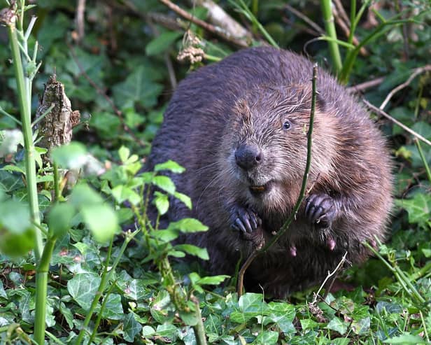 Beavers are set to make a return to Northamptonshire (Pic credit: David Parkyn)