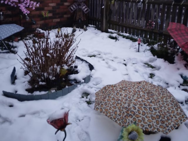 Lynn Murphy is protecting her daffodils!