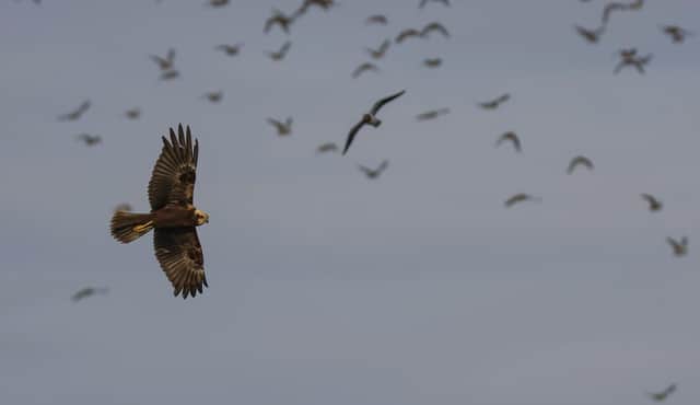 A female marsh harrier at Summer Leys by Ricky Sinfield