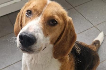 Leyla is a sweet three-year-old Beagle. She’s friendly with other dogs on walks, but she’d be best as the only dog in the home. Leyla has separation anxiety, so she can’t be left alone for long periods. She needs an active family who can take her on long walks, though she’ll need to stay on the lead as she has no recall.