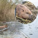 The beavers have made a home at Nene Wetlands near Rushden Lakes