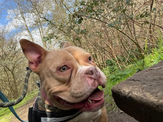 Could this be your new pet? Get in touch with Animals In Need if you want to re-home this dog or any of the other animals in their care