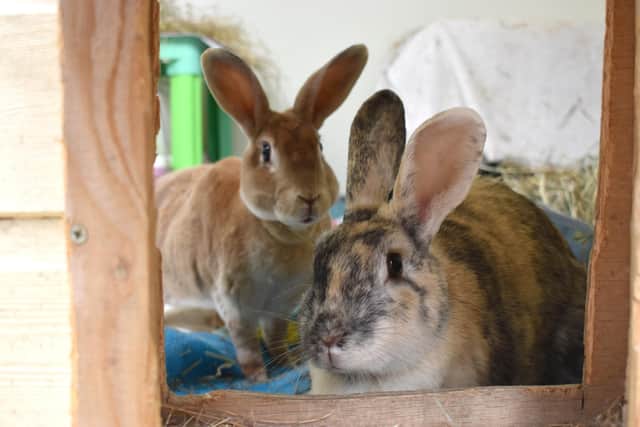 Rabbits are crepuscular, meaning they’re most active at dawn and dusk