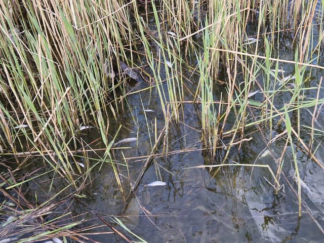 The council are currently working with the Environment Agency to understand the cause of the dead fish. Photo: Chris Johnson