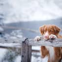 Pet safety on winter walks