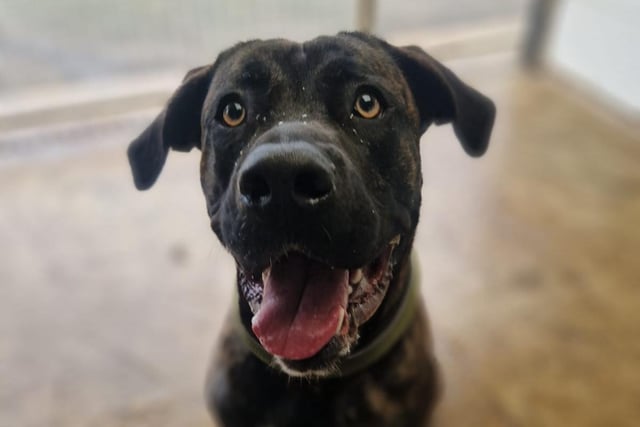 King is a huge 10-month-old Cane Corso lad who needs a large breed experienced home. He is a big friendly boy, fine with other dogs, not cat tested.
