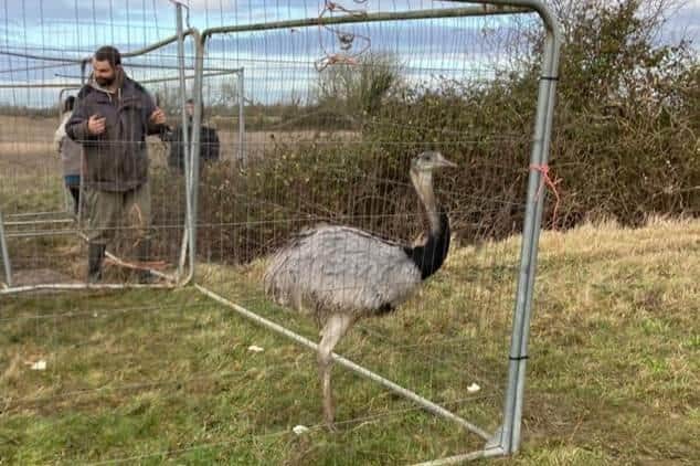 Owner Robin Wills with Basil who was fenced in to stop him escaping