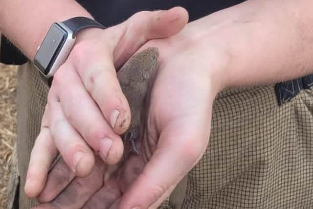 The mouse had a tale to tell after its close squeak