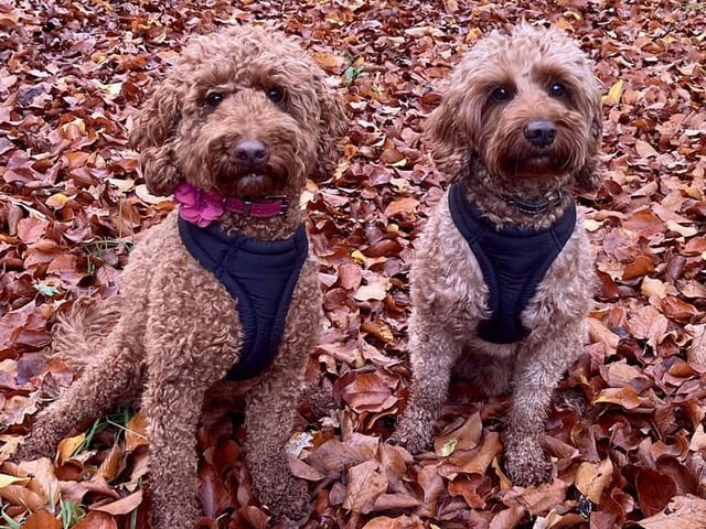 "My pups"