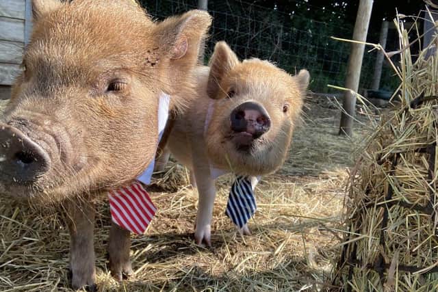 Could your child's school benefit from a pig club? Animal News Agency