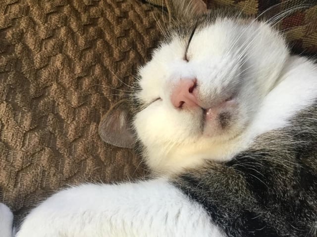 "My cat"