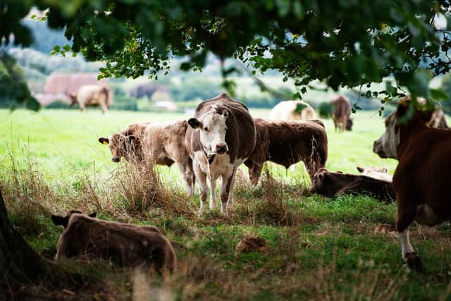 Beef cattle enjoying the shade