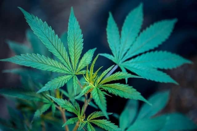 More than 150 cannabis plants were found