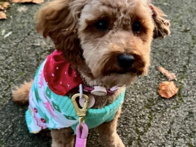 Peggy is a beautiful, loving, and confident two-year-old Cockerpoo. She is house trained and great with other dogs.