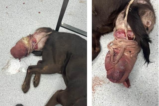 Warning - graphic images: The tumour on Dexter's tail