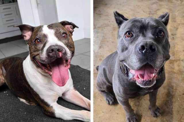 Take a look at six rescue dogs looking for forever homes this week...