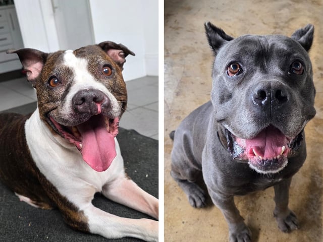 Take a look at six rescue dogs looking for forever homes this week...