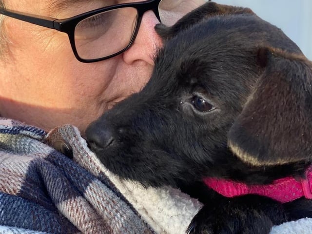 Bourbon is a 12-week-old crossbreed who has shown remarkable resilience after being abandoned—it's as if it never happened. She is a happy soul and incredibly smart! While she's a bit more reserved than her brother, she definitely has her crazy moments. She can be a little Miss Bossy Boots, often telling her brother off when he annoys her—which happens quite a lot! Currently in her chewing phase, everything is fair game for exploration. Bourbon is also very affectionate and loves sitting on your lap for a cuddle. Bourbon will need ongoing puppy training and would thrive in a home with another well-established, neutered dog for companionship, play, and learning. She cannot be left alone for long periods due to her need for continuous training.