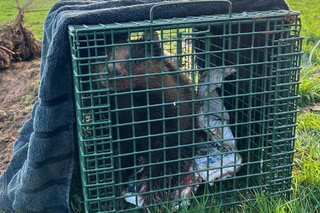 Badger rescued from netting and contained in cage.