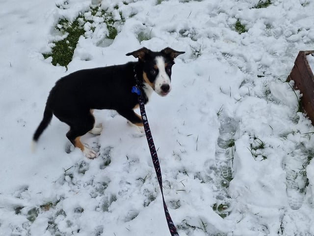 Max having his first outing in the snow