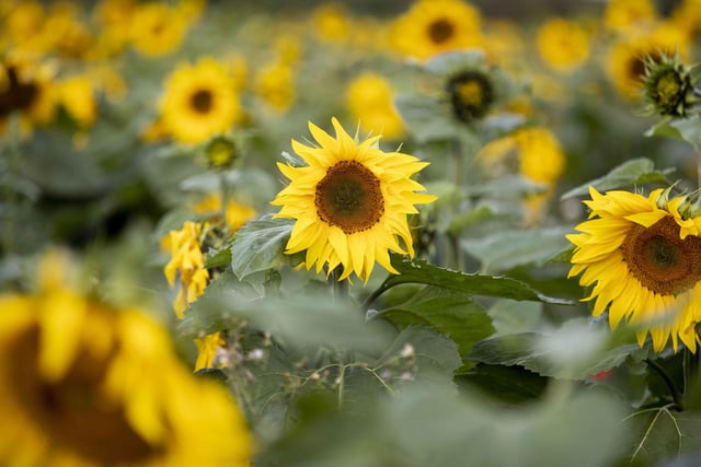The sunflower field and maize maze is now open for family days out during the summer holidays.