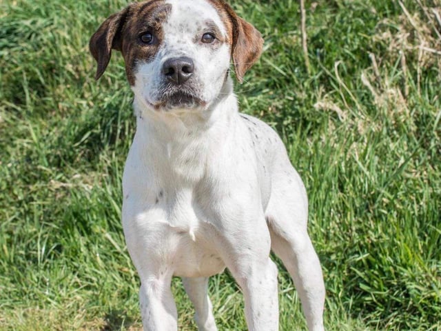 Annie said: "Marley is a sensitive two year old lad who takes a while to warm to you but once he does, he is your world. He's super dog friendly and enjoys company of other dogs. A quiet patient home is essential for this beautiful chap."