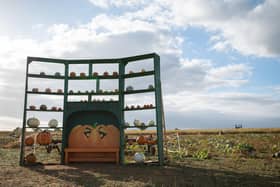 The pumpkin patch in Overstone is now open. Photo: Overstone Grange Farm.