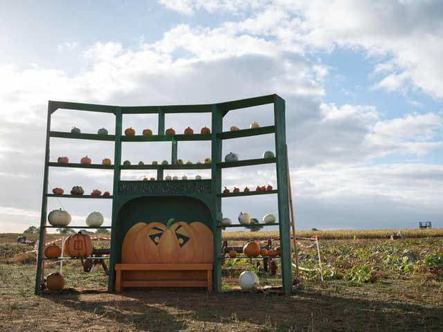 The pumpkin patch in Overstone is now open. Photo: Overstone Grange Farm.