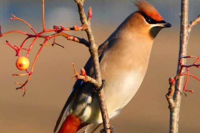 One of the Waxwings at Priors Hall, Corby. Picture courtesy of Douglas Goddard.