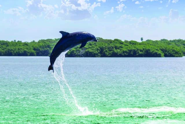 Seeing dolphins is a real treat
