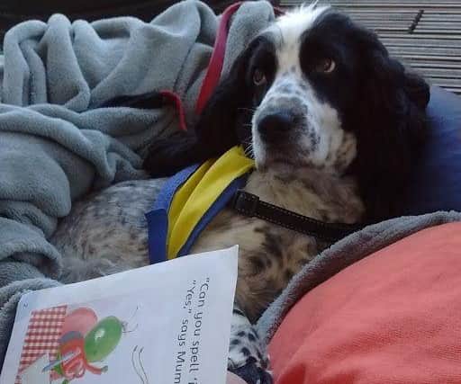 Relaxed PAT Dog being read a story in a calm setting