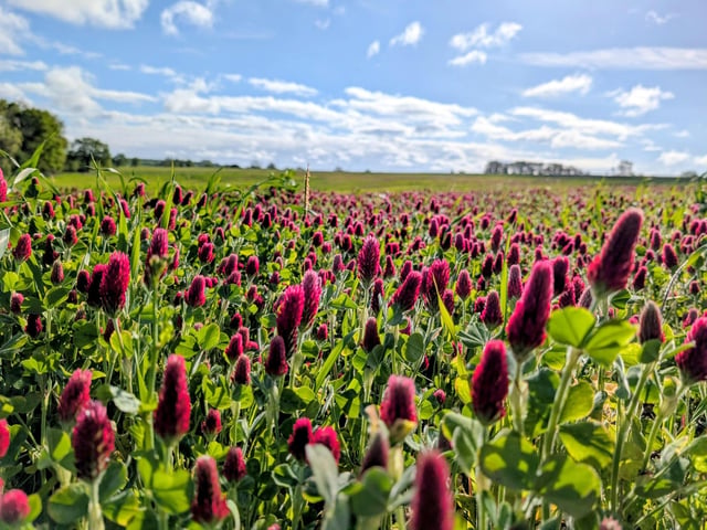 This gorgeous crimson clover was taken by Sarah Green
