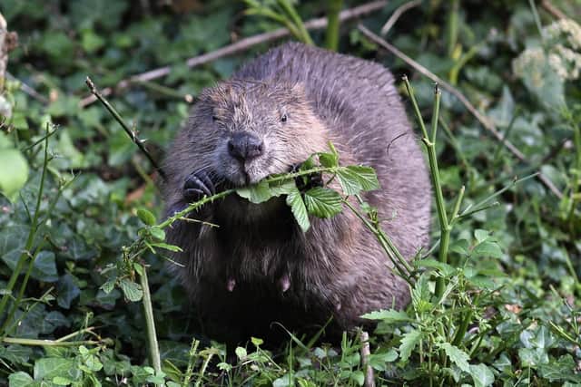 Beavers are set to be reintroduced to Northamptonshire