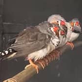 These zebra finches recently arrived at Animals In Need in Little Irchester