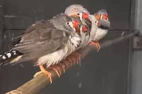These zebra finches recently arrived at Animals In Need in Little Irchester