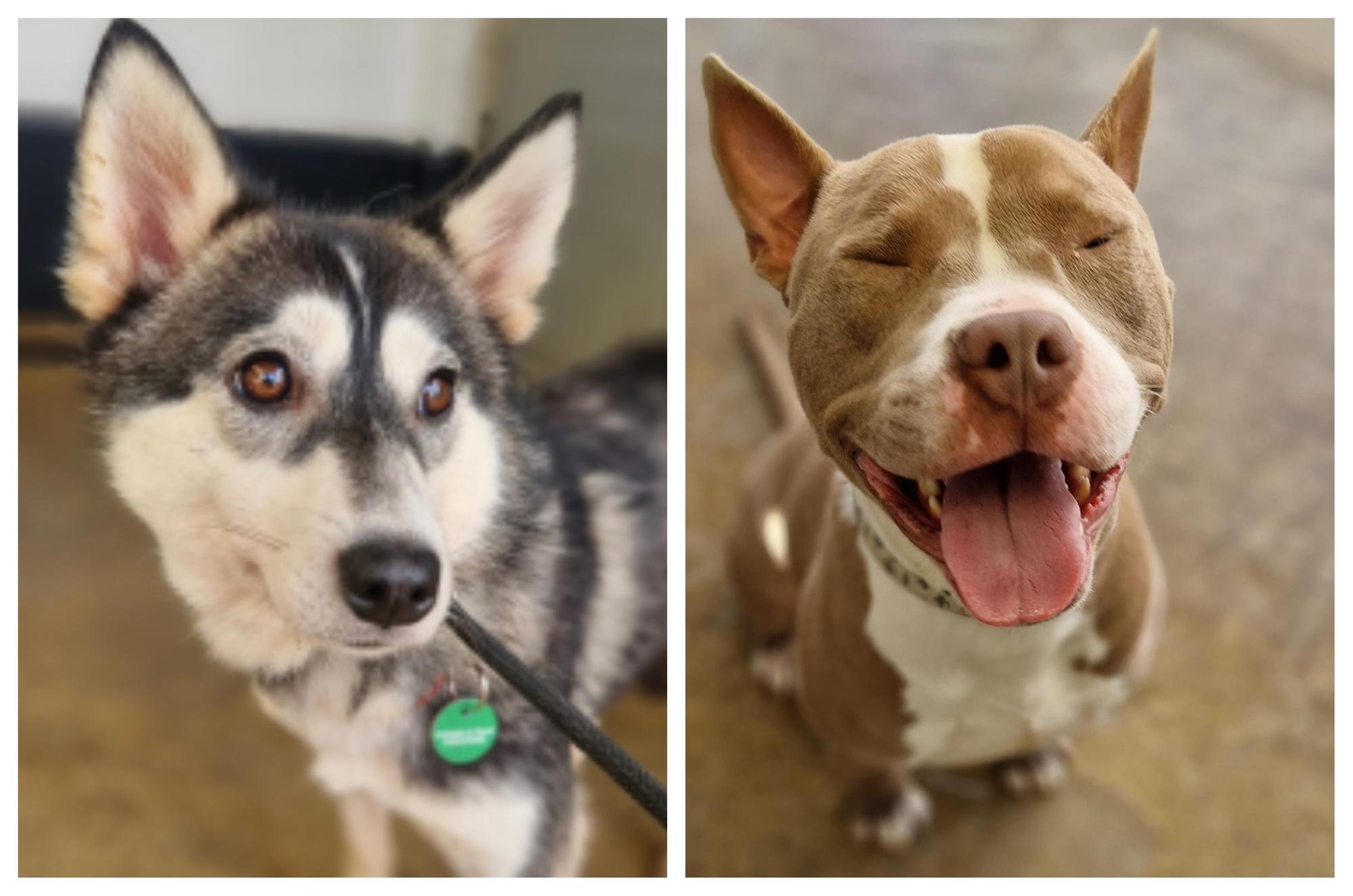 Rescue dogs looking for a home this week in Northamptonshire.
