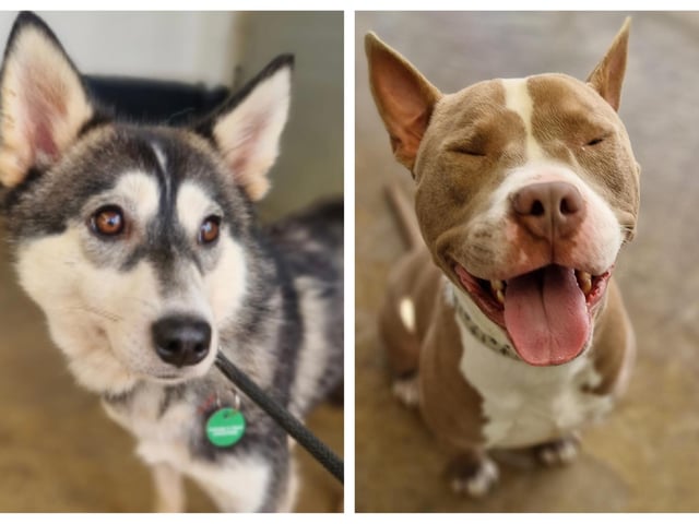 Rescue dogs looking for a home this week in Northamptonshire.
