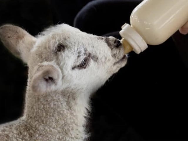 The popular farm in Desborough has lambs ready to be fed by animal lovers.
The farm posted on Facebook: “Midweek on the farm is much quieter than weekends and holidays. Yet we still have all the usual activities going on!”
West Lodge is open seven days a week and there is no extra charge for bottle feeding the lambs.
Tickets are priced at £7.50 for adults and £3 for toddlers. Visit westlodgeruralcentre.co.uk to book tickets.