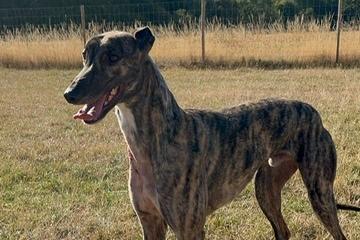 Annie said: "George is a handsome big two year old brindle retired racing greyhound lad who needs a wonderful home where he can have a good gallop around a secure garden or dog field and a comfortable sofa to snooze on! George is a very cuddly affectionate chap but does have a high prey drive so is walked wearing a muzzle and cannot live with small furries."