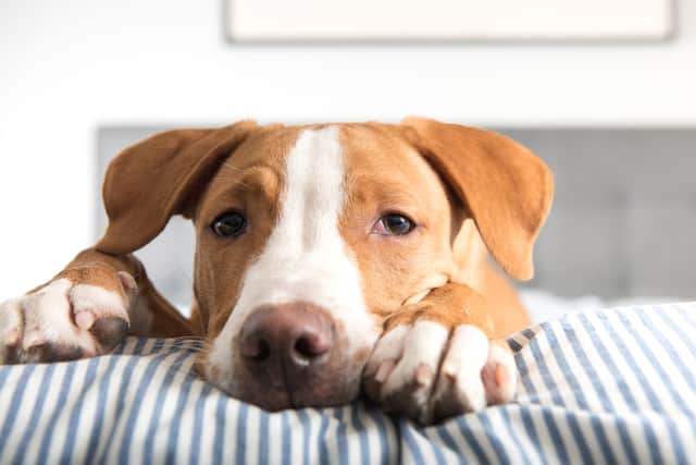 This is how to make sure your furry friend isn't suffering from Alabama Rot (Photo: Shutterstock)