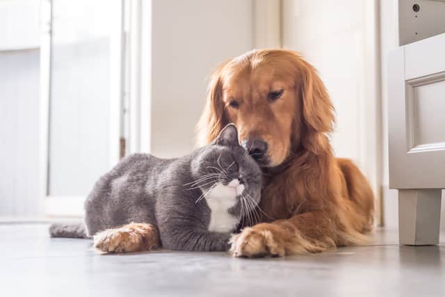 Luckily, animals don't need to adhere to social distancing rules (Photo: Shutterstock)