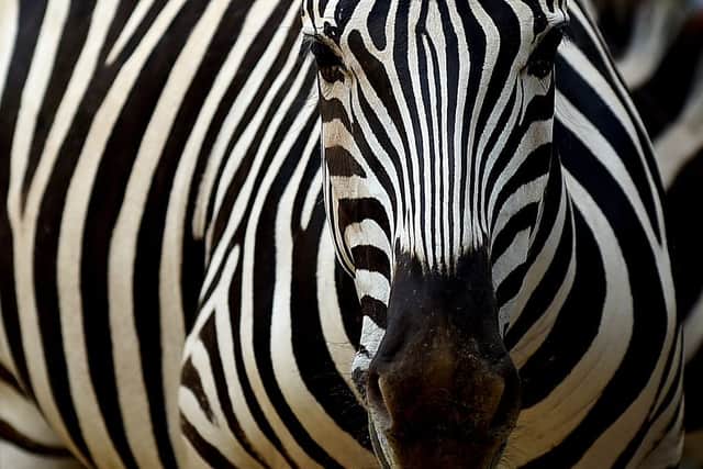 The mystery behind zebra stripes has been solved (Getty Images)